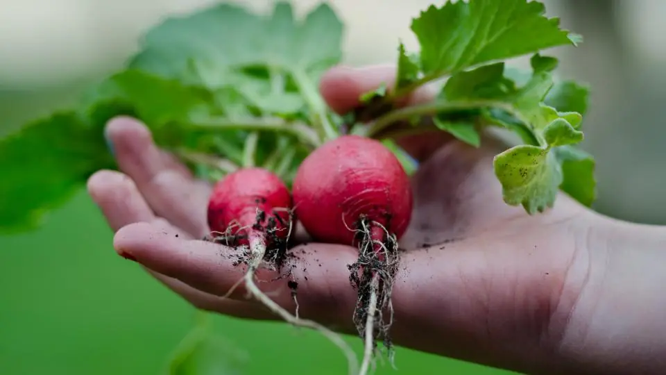 Hand holding freshly picked radishes
